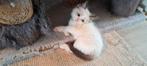 Ragdoll kittens met stamboom, bicolor en solids., Meerdere dieren, Gechipt, 0 tot 2 jaar