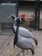 Kraanvogels juffers, Dieren en Toebehoren, Pluimvee, Meerdere dieren, Overige soorten