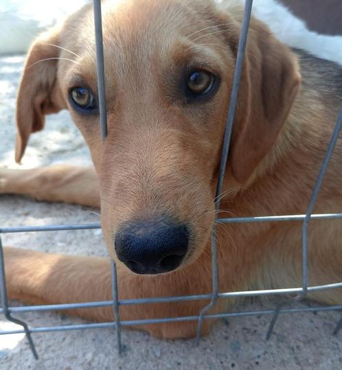 Joppe zoekt baasje, Dieren en Toebehoren, Honden | Niet-rashonden, Middel, Reu, Particulier, Eén hond, Buitenland, 15 weken tot 1 jaar