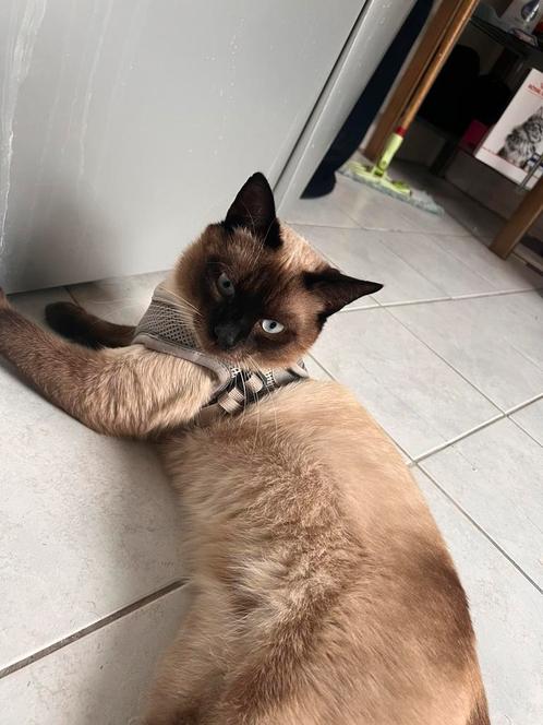 Lieve Siamees (bijna 1 jaar) zoekt huis, Dieren en Toebehoren, Katten en Kittens | Raskatten | Korthaar, Kater, Gechipt