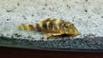 Algeneter pleco, Vis