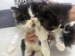Perzische kittens