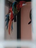 Opaline rosella pop 2025, Dieren en Toebehoren, Vrouwelijk, Parkiet