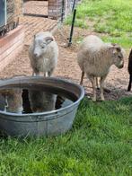Ouessanten bok mini schaap, Dieren en Toebehoren, Schapen, Geiten en Varkens, Mannelijk, Geit