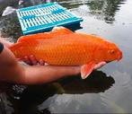 (32) Koi / Koi karper - Orenji 55+ cm., Karper of Koi