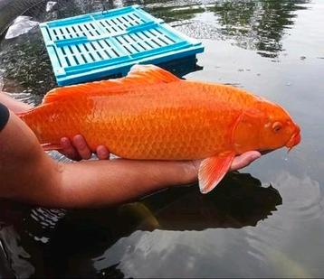 (32) Koi / Koi karper - Orenji 55+ cm. beschikbaar voor biedingen