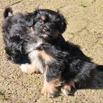 Boomer pups, Overige rassen, CDV (hondenziekte), 8 tot 15 weken, Meerdere