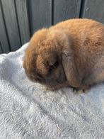 Nedhangoordwerg raszuiver fokram, Dieren en Toebehoren, Konijnen, Mannelijk, Dwerg