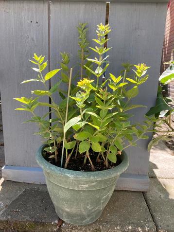 ==GAAF== Mooie plant gele pluimen 65 cm beschikbaar voor biedingen