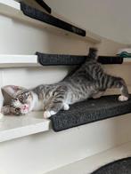 Prachtige kater 16 weken oud,, Dieren en Toebehoren, Katten en Kittens | Overige Katten, Poes