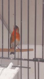 Mannen putter x kapoetsensijs, Dieren en Toebehoren, Mannelijk, Wildzangvogel