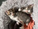 Super pluizige Ragdoll kittens (Ragdoll x buurtkater), Dieren en Toebehoren, Katten en Kittens | Overige Katten, Meerdere dieren