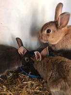 Lieve jonge dwergkonijnen, Meerdere dieren