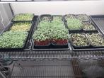Microgreens, Verzenden, Zomer, Overige soorten, Volle zon