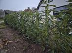 Prunus Genolia haagplanten ca. 100cm, Ophalen of Verzenden, Laurier, Haag, 100 tot 250 cm