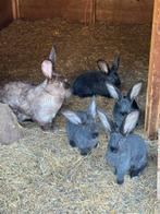 Duitse reuzen, Dieren en Toebehoren, Konijnen, Meerdere dieren, Groot, 0 tot 2 jaar