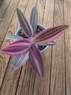 Tradescantia Pallida diverse soorten, Huis en Inrichting, Ophalen of Verzenden, Overige soorten, Minder dan 100 cm