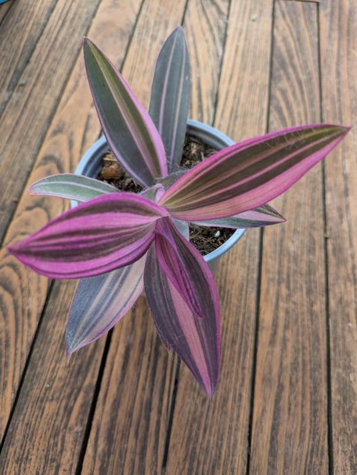 Tradescantia Pallida diverse soorten, Huis en Inrichting, Kamerplanten, Overige soorten, Minder dan 100 cm, Ophalen of Verzenden