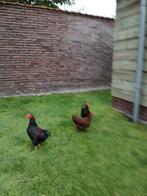 Wynadotte kriel meerzomig roodpatrijs, Dieren en Toebehoren, Pluimvee, Vrouwelijk, Kip