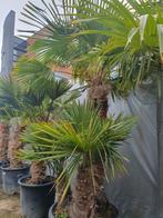 Palmbomen, Tuin en Terras, Planten | Bomen, Volle zon, Ophalen of Verzenden, Palmboom, 100 tot 250 cm