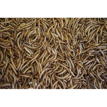 Meelwormen 10kg - Buitelvogelvoer beschikbaar voor biedingen