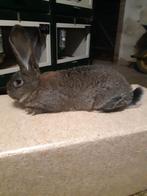 Deutse Reus Konijnen, Dieren en Toebehoren, Vrouwelijk, Groot