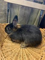 Konijntjes, 4 maanden oud, Dieren en Toebehoren, Mannelijk, Dwerg
