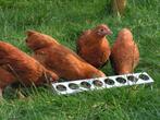 New- Hampshire groot | Goede leggers | Passend advies, Meerdere dieren, Kip