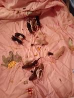 Tamme ratjes, Rat, Meerdere dieren, Tam, Oktober