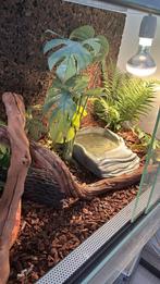 Te koop mooie Terrarium, Dieren en Toebehoren, Ophalen, Zo goed als nieuw, Terrarium of Paludarium
