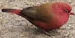 Vuurvink man, Dieren en Toebehoren, Vogels | Overige Vogels