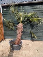 Palmboom (stam 105cm hoog), Tuin en Terras, 100 tot 250 cm, Zomer, Palmboom, Ophalen