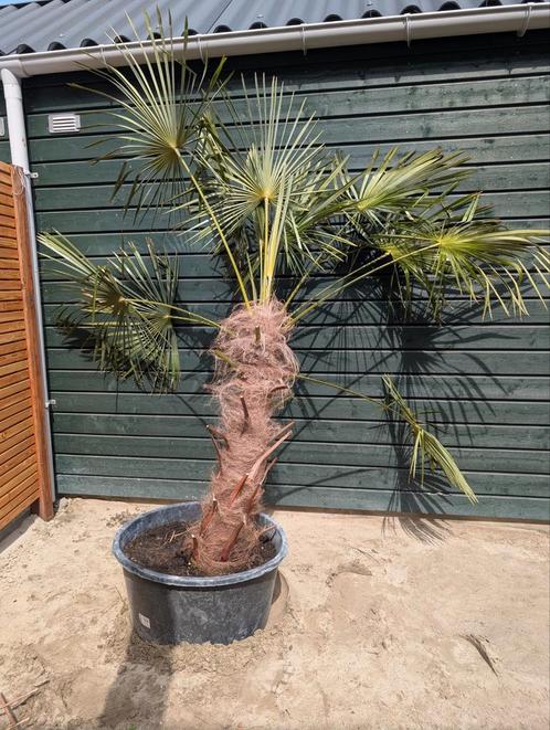 Palmboom (stam 105cm hoog), Tuin en Terras, Planten | Bomen, Palmboom, 100 tot 250 cm, Volle zon, Zomer, Ophalen