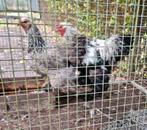 Fantastisch mooie Brahma hen zilverpatrijs -Brahmas Brahma's, Dieren en Toebehoren, Pluimvee, Vrouwelijk, Kip