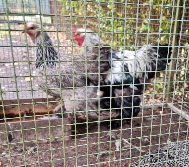 Fantastisch mooie Brahma hen zilverpatrijs -Brahmas Brahma's, Dieren en Toebehoren, Pluimvee, Kip, Vrouwelijk