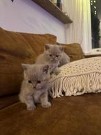 Britse Korthaar Kittens✅, Dieren en Toebehoren, Poes, Ontwormd, 0 tot 2 jaar