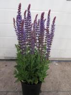 salvia Caradonna, bijen planten  eigen kwekerij, Tuin en Terras, Planten | Tuinplanten, Ophalen, Zomer, Overige soorten, Volle zon