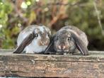 Meerdere franse hangoren beschikbaar!, Meerdere dieren, Groot