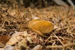 Gezocht: *Plantaardig* organisch materiaal (blad/stro/hooi), Ophalen of Verzenden, Tuinaarde