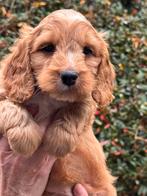 Prachtige Cockapoo pups in meerdere kleuren., Dieren en Toebehoren, Honden | Retrievers, Spaniëls en Waterhonden, Nederland, Overige rassen