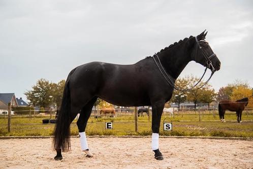 DRACHTIGE Elite dressuur fokmerrie, Dieren en Toebehoren, Paarden, Merrie