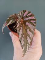 Begonia brevirimosa, Ophalen, Overige soorten, Minder dan 100 cm