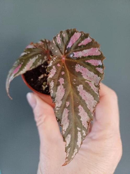 Begonia brevirimosa, Huis en Inrichting, Kamerplanten, Overige soorten, Minder dan 100 cm, Ophalen