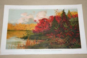 Antieke kleurenlitho - Herfstlandschap N-Amerika - ca 1900 !