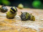 Clithon corona 'sun snail' - Koidream Valburg, Dieren en Toebehoren, Vissen | Aquariumvissen, Vis, Zoetwatervis