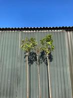 Bolcatalpa Catalpa Nana, 100 tot 250 cm, Zomer, Ophalen, Volle zon
