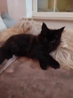 Maine coon kitten met stamboom, Poes, Ontwormd