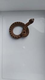 0.1 Haakneus Sable (2025), Dieren en Toebehoren, 0 tot 2 jaar