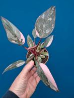 Philodendron Pink Princess Marble p9 (6)