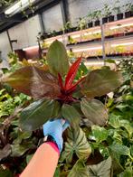 Philodendron Cherry Red - P12, Huis en Inrichting, Kamerplanten, Ophalen of Verzenden, Halfschaduw, Minder dan 100 cm